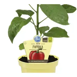 Paprika »Midired«, Ø12cm-Topf, bio