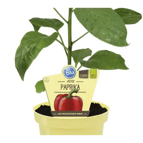 Bild 1 von Paprika »Midired«, Ø12cm-Topf, bio
