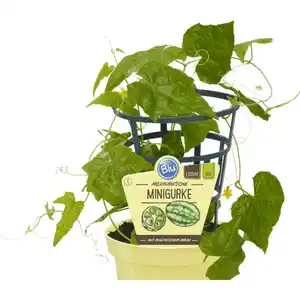 Gurke, Ø12cm-Topf, bio