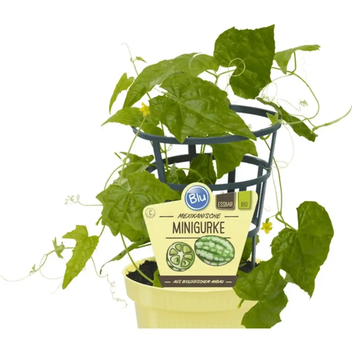 Bild 1 von Gurke, Ø12cm-Topf, bio