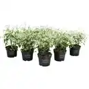 Bild 2 von Zauberschnee, Chamaesyce hypericifolia
