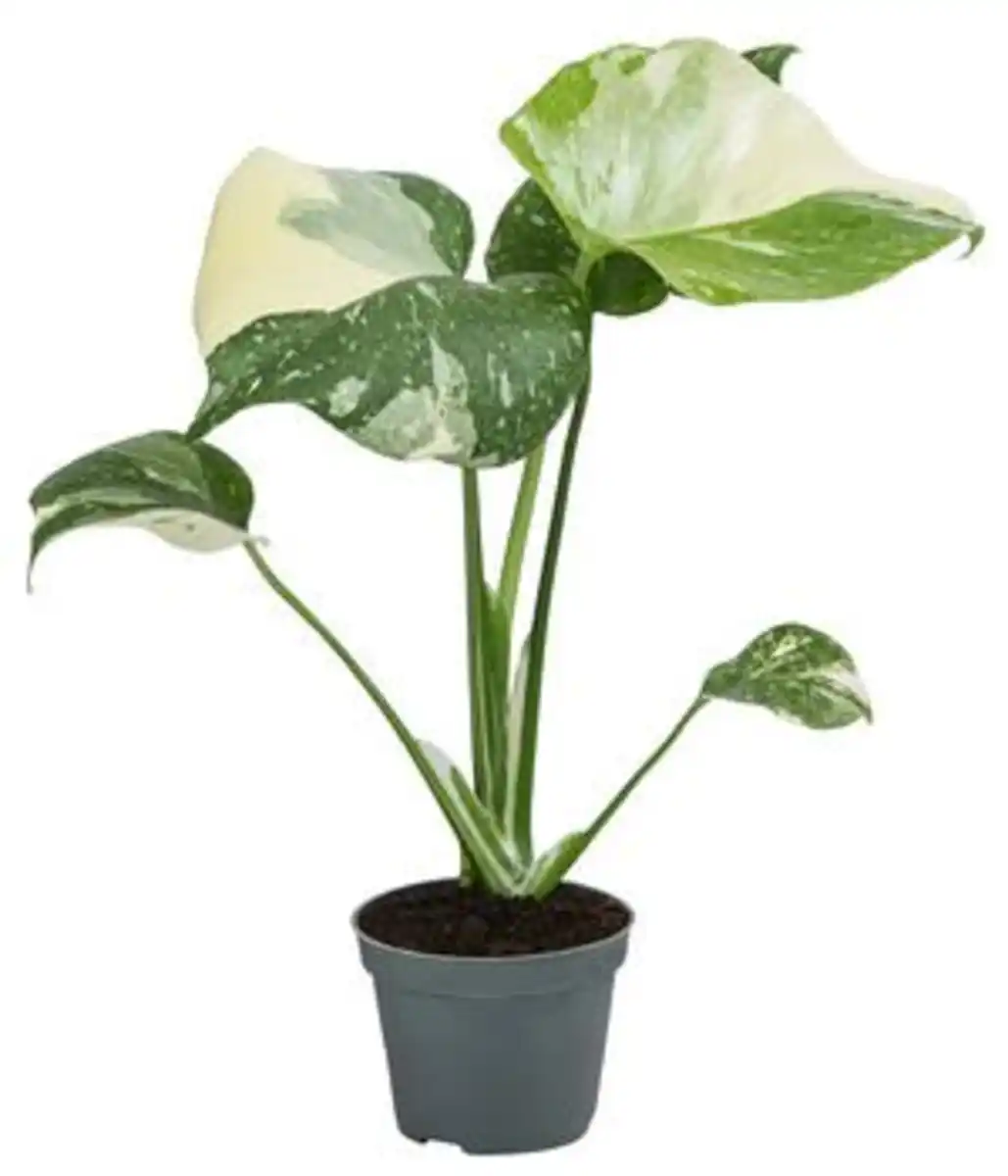 Bild 1 von Fensterblatt - Monstera deliciosa 'Thai Constellation', panaschiert