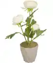 Bild 1 von Kunstblume Ranunkel, weiß