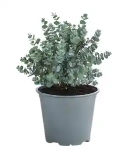 Eukalyptus, Busch