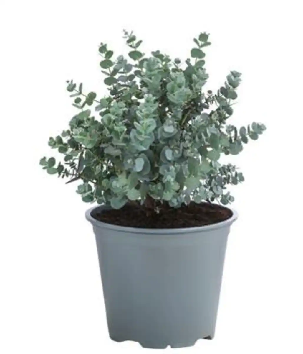 Bild 1 von Eukalyptus, Busch