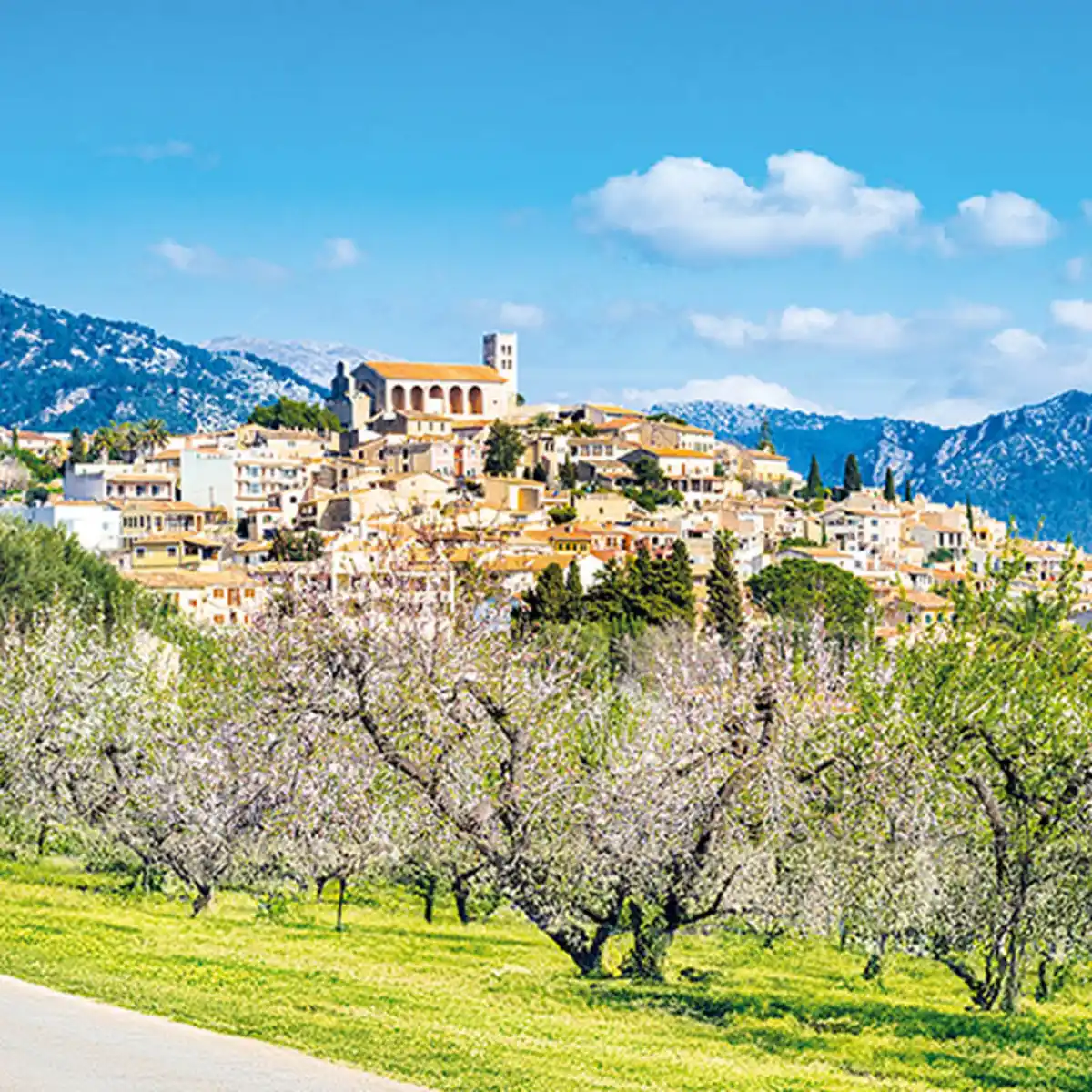 Bild 1 von Zauberhafte Mandelblüte auf Mallorca