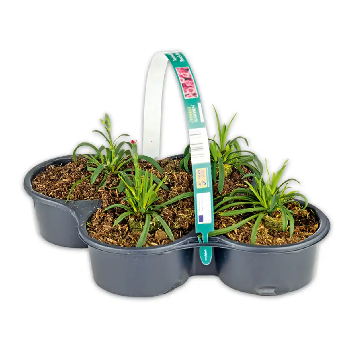 Bild 3 von Finest Garden Topfnelke