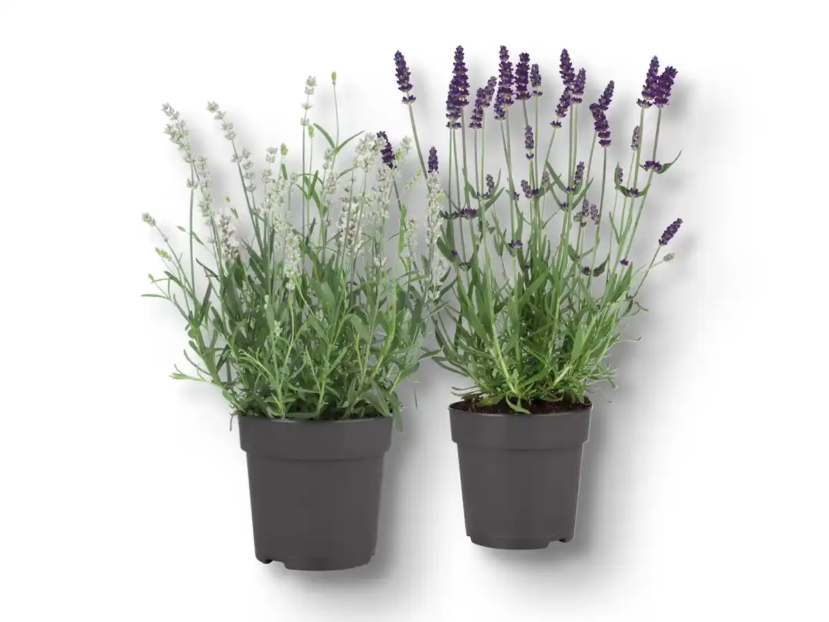 Bild 1 von Lavendel angustifolia