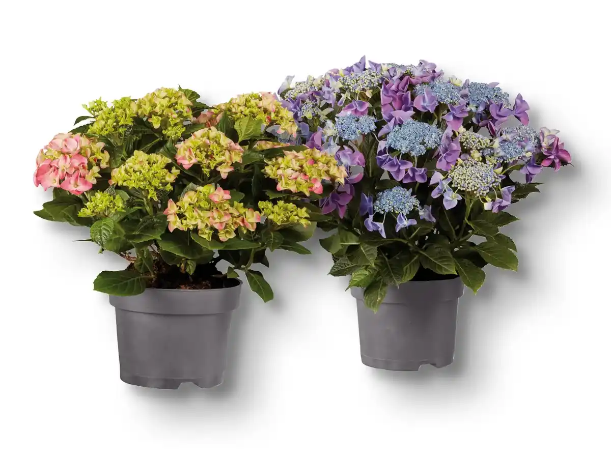 Bild 1 von Gartenhortensien