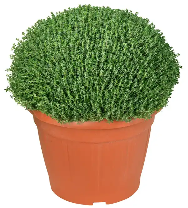 Bild 2 von Kräuter XL