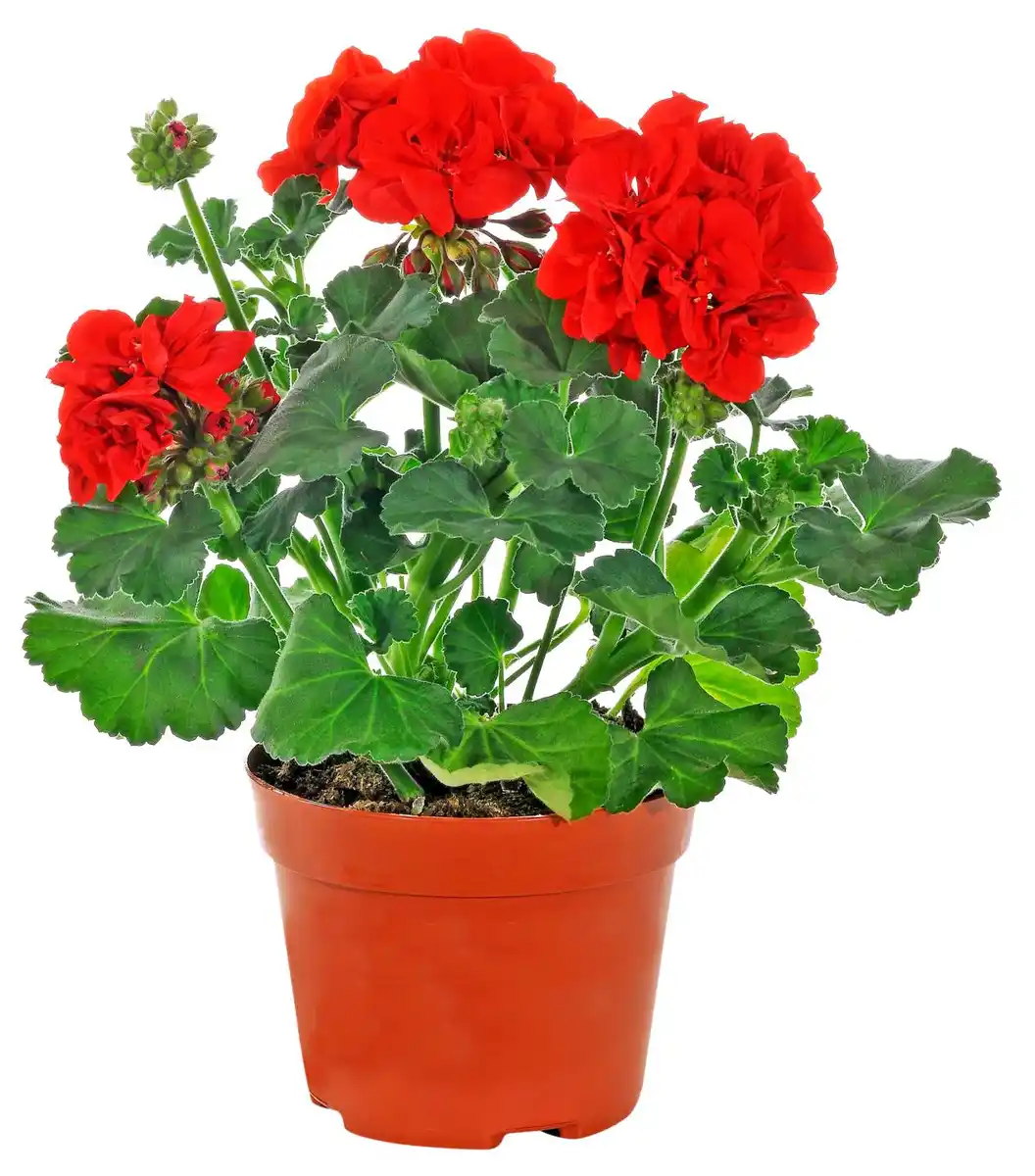 Bild 1 von Beet- und Balkonpflanzen