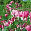 Bild 2 von Finest Garden Tränendes Herz