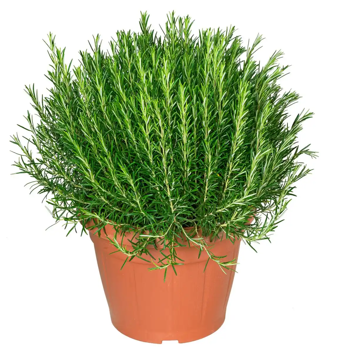 Bild 1 von Kräuter XL