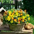 Bild 2 von Bienenfreundliche Trixis