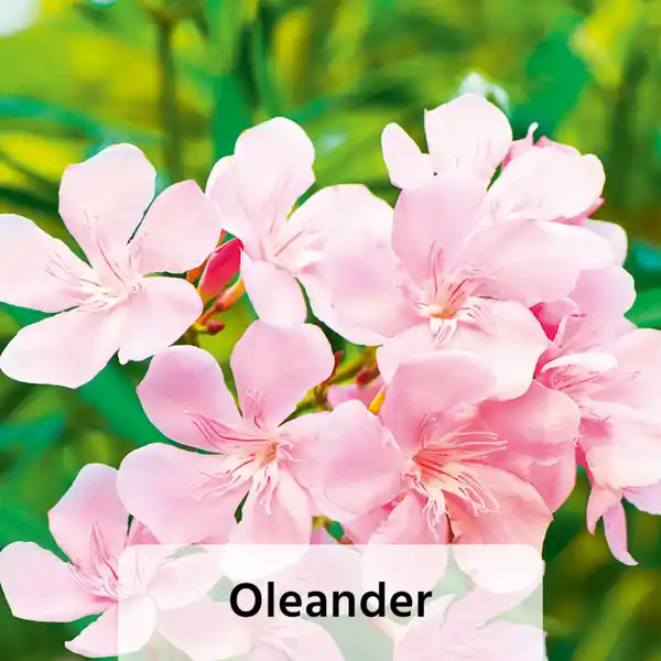 Bild 2 von Finest Garden Sommerliche Blühpflanzen