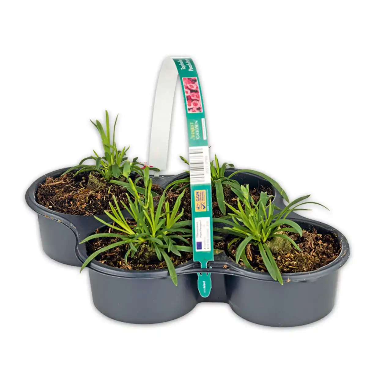 Bild 2 von Finest Garden Topfnelke