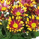 Bild 4 von Spinnen Chrysantheme
