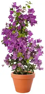 Drillingsblume