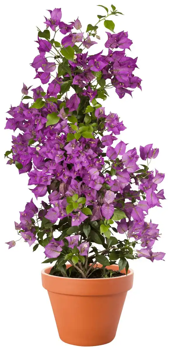 Bild 1 von Drillingsblume