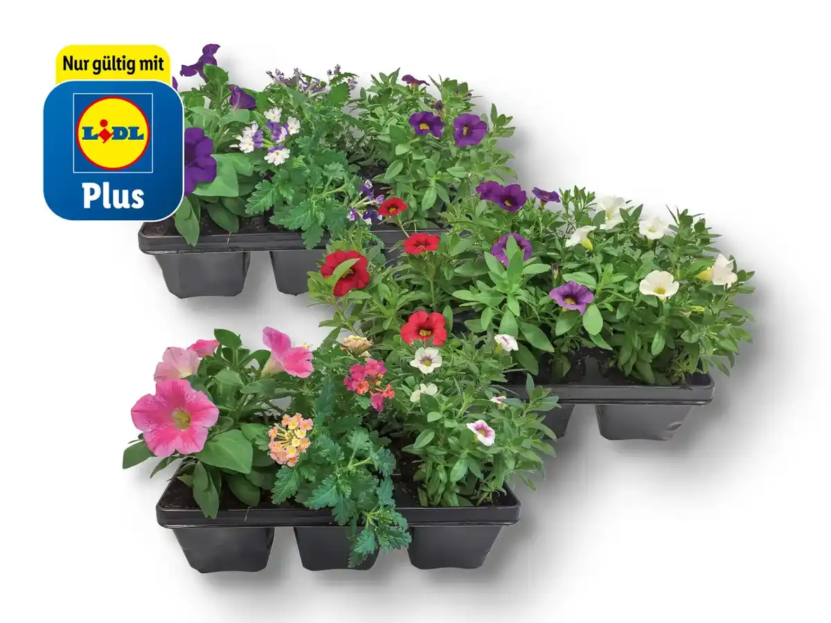 Bild 1 von Beetpflanzen