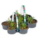 Bild 1 von Finest Garden Topfnelke