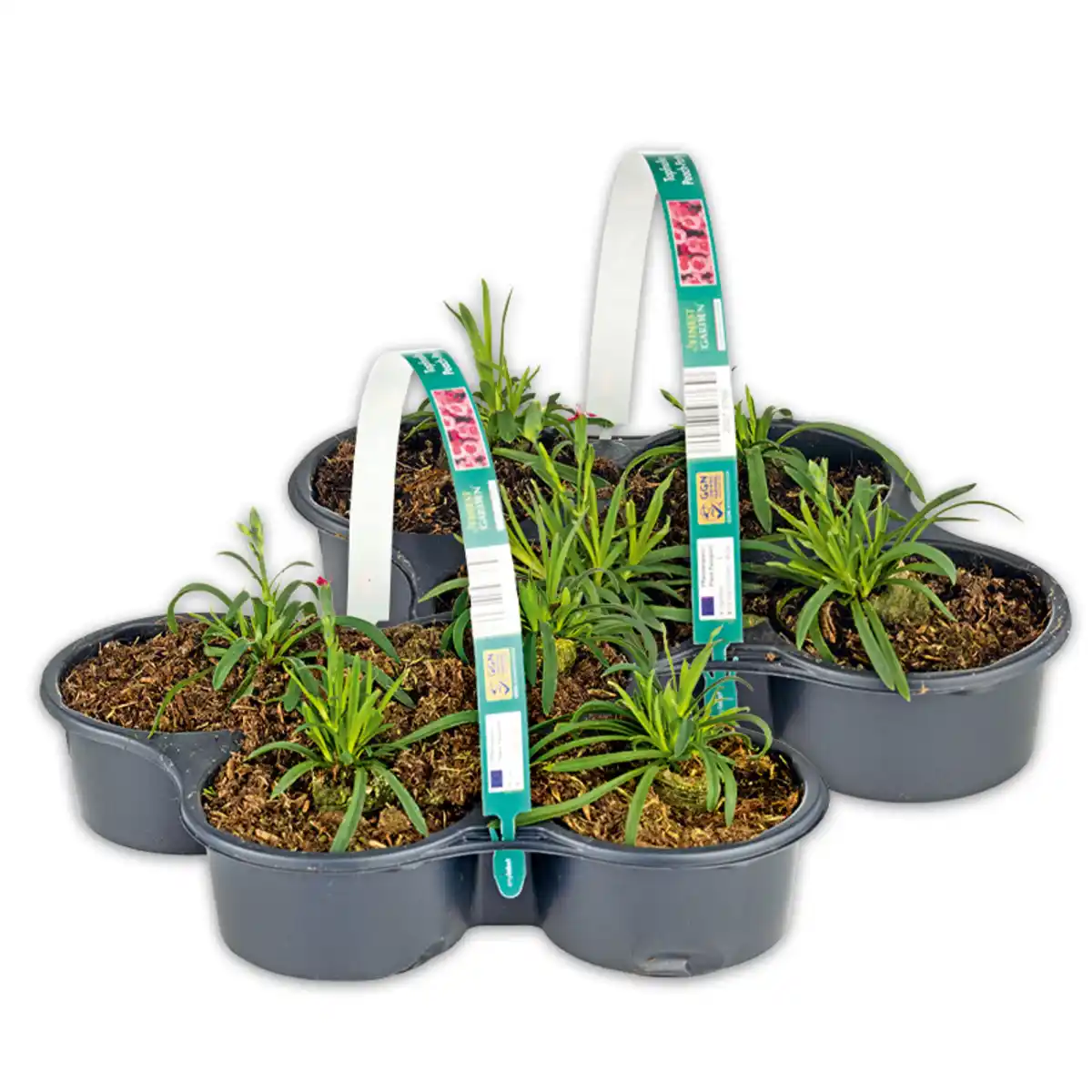 Bild 1 von Finest Garden Topfnelke