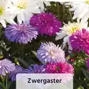 Bild 2 von Sommer-Jungpflanzen