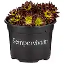 Bild 3 von Sempervivum "Hauswurz"