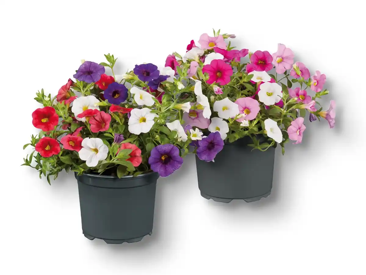 Bild 1 von Zauberglöckchen