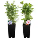 Bild 1 von Finest Garden Garten-Hibiskus