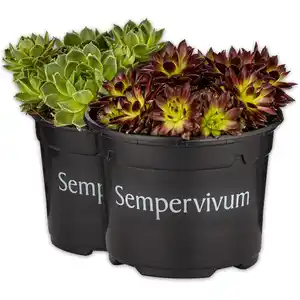 Sempervivum "Hauswurz"