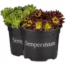 Bild 1 von Sempervivum "Hauswurz"