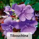 Bild 3 von Finest Garden Sommerliche Blühpflanzen