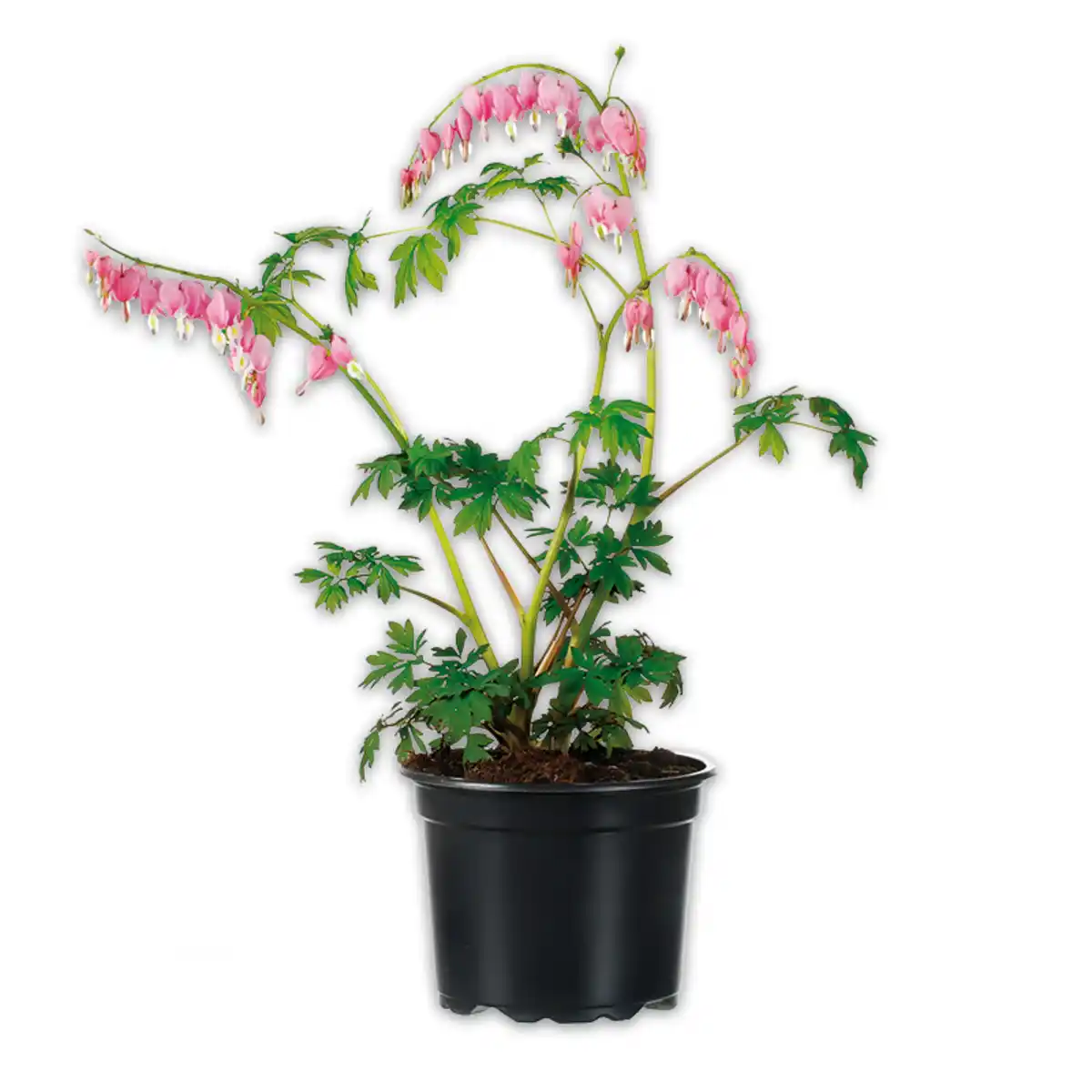 Bild 1 von Finest Garden Tränendes Herz