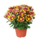 Bild 2 von Spinnen Chrysantheme
