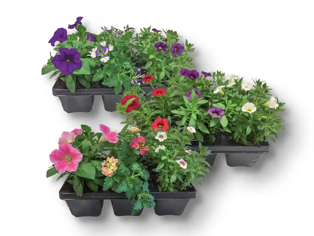 Bild 1 von Beetpflanzen