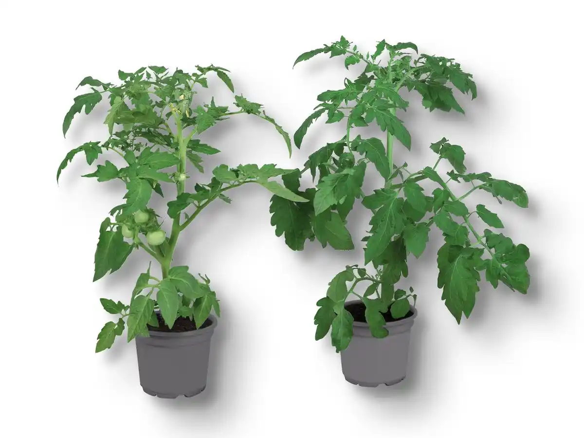 Bild 1 von Gemüsepflanzen