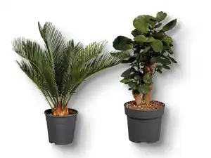 Palmenmix