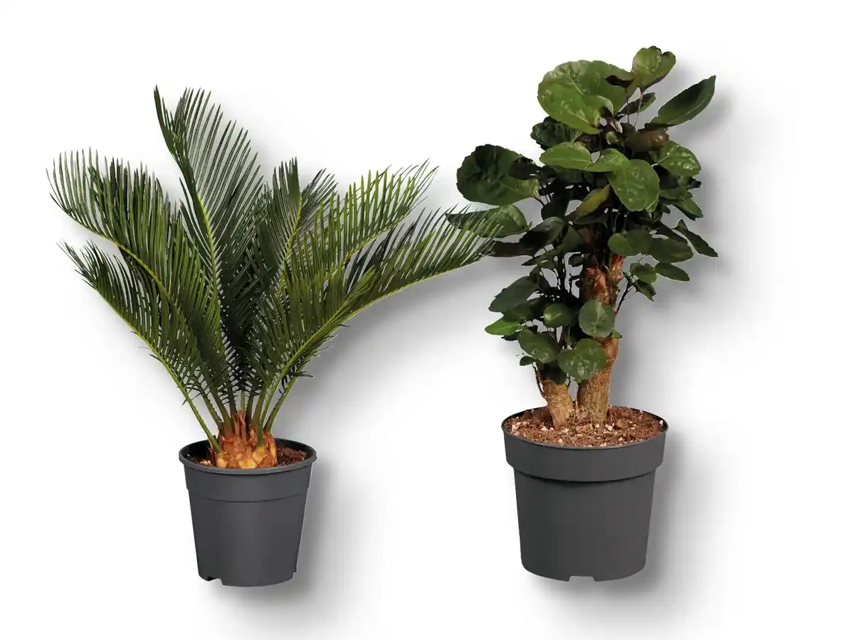 Bild 1 von Palmenmix