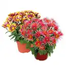 Bild 1 von Spinnen Chrysantheme