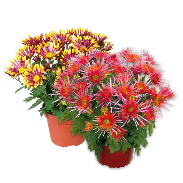 Bild 1 von Spinnen Chrysantheme