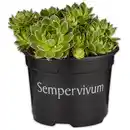 Bild 2 von Sempervivum "Hauswurz"