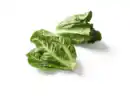Bild 1 von Mini Romana Salat,  2 Stu