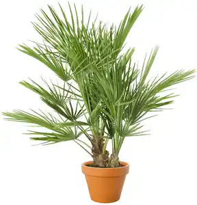 Palme