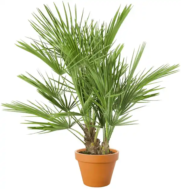 Bild 1 von Palme
