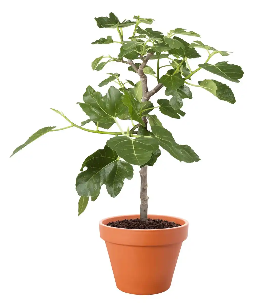 Bild 1 von Feigenbaum