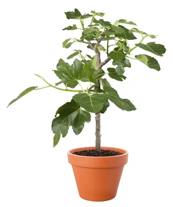 Bild 1 von Feigenbaum