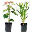 Bild 1 von Finest Garden Sommerliche Blühpflanzen