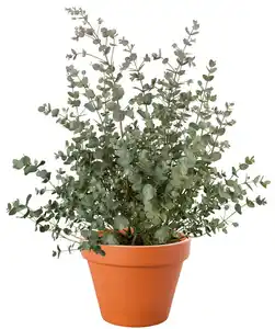 Eukalyptus