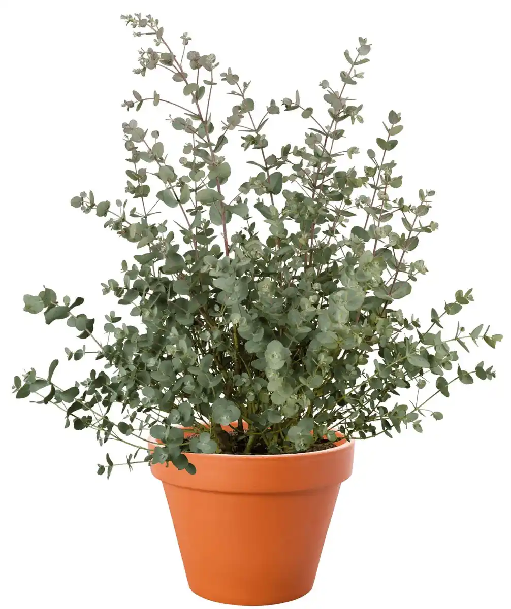 Bild 1 von Eukalyptus